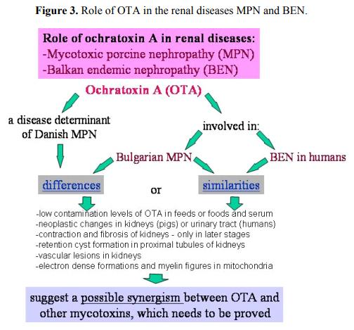 Complex Etiology, Prophylaxis and Hygiene Control in Mycotoxic Nephropathies in Farm Animals and Humans - Image 3