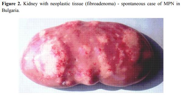 Complex Etiology, Prophylaxis and Hygiene Control in Mycotoxic Nephropathies in Farm Animals and Humans - Image 2