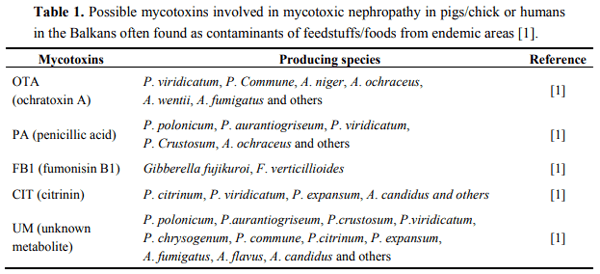 Porcine/Chicken or Human Nephropathy as the Result of Joint Mycotoxins Interaction - Image 1