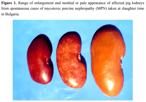 Porcine/Chicken or Human Nephropathy as the Result of Joint Mycotoxins Interaction - Image 2