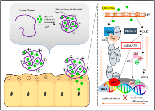 Nanoparticles as a Solution for Eliminating the Risk of Mycotoxins - Image 5