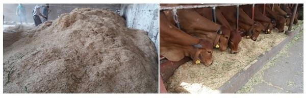 Feeding Behaviour of Dairy Animals - Image 2