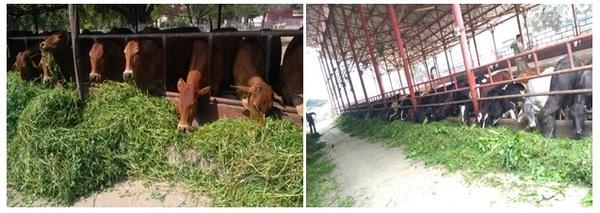Feeding Behaviour of Dairy Animals - Image 1