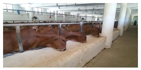 Feeding Behaviour of Dairy Animals - Image 3