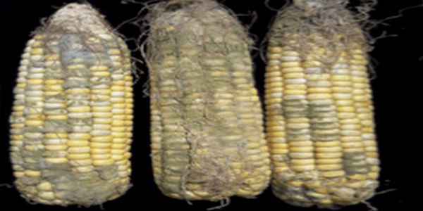 Engaging One Health for Non-Communicable Diseases in Africa: Perspective for Mycotoxins - Image 4