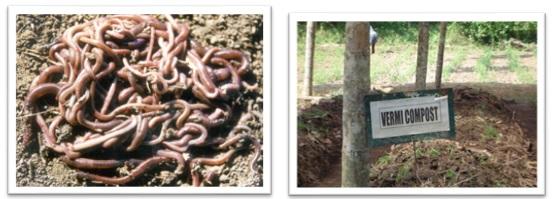 Advanced Methods of Dairy Farm Waste Disposal - Image 3