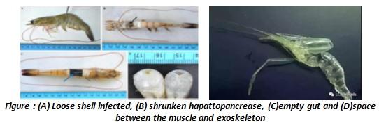 Importance of Feed Additive “Bile Acid” in Shrimp Nutrition and its Functionary Properties for Sustainable Culture Practice - Image 6