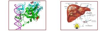 Importance of Feed Additive “Bile Acid” in Shrimp Nutrition and its Functionary Properties for Sustainable Culture Practice - Image 2