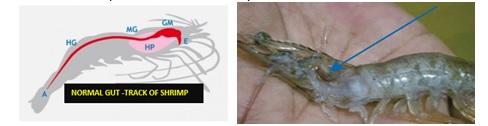 Importance of Feed Additive “Bile Acid” in Shrimp Nutrition and its Functionary Properties for Sustainable Culture Practice - Image 3