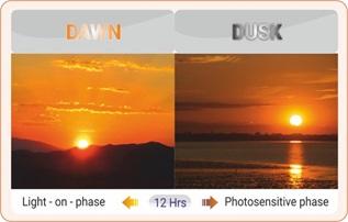 Light Management in Breeder: know more… - Image 2
