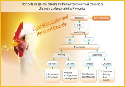 Light Management in Breeder: know more… - Image 1