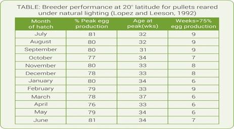 Light Management in Breeder: know more… - Image 3