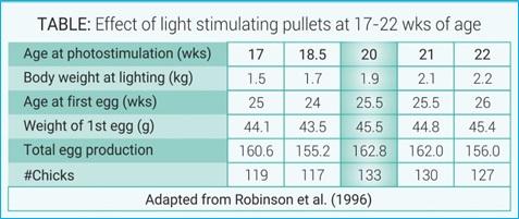 Light Management in Breeder: know more… - Image 4