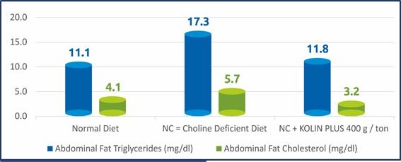 Fat metabolism: can improve poultry performance - Image 4