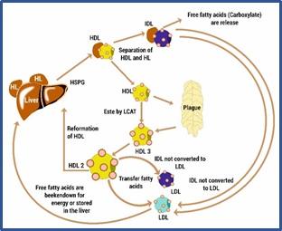 Fat metabolism: can improve poultry performance - Image 2