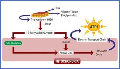 Fat metabolism: can improve poultry performance - Image 1