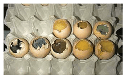 Hatch Day Breakout Analysis - Image 6