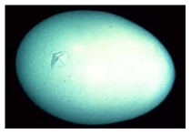 Hatch Day Breakout Analysis - Image 5