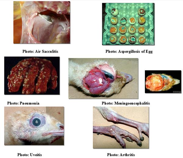Mycotoxins: Still present threat to Poultry Industries? - Image 10