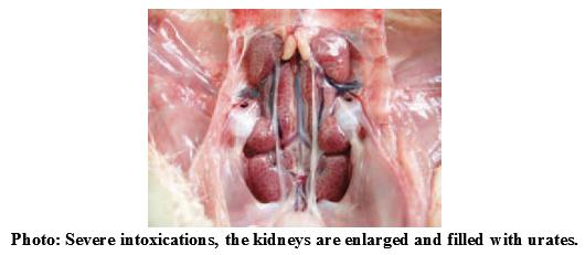 Mycotoxins: Still present threat to Poultry Industries? - Image 7