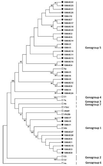 Molecular characterization of infectious pancreatic necrosis virus strains isolated from the three types of salmonids farmed in Chile - Image 5