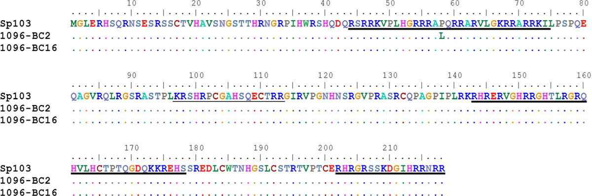 Molecular characterization of infectious pancreatic necrosis virus strains isolated from the three types of salmonids farmed in Chile - Image 15