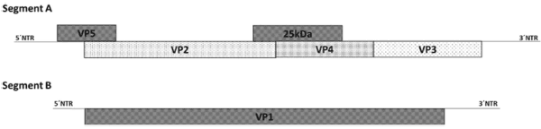 Molecular characterization of infectious pancreatic necrosis virus strains isolated from the three types of salmonids farmed in Chile - Image 1