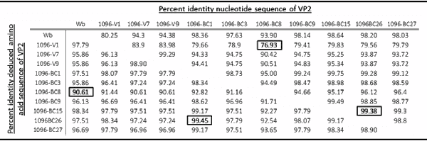 Molecular characterization of infectious pancreatic necrosis virus strains isolated from the three types of salmonids farmed in Chile - Image 6