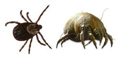 Alternative to chemical insecticide (ticks & mites) in poultry, cattle and pets - Image 1