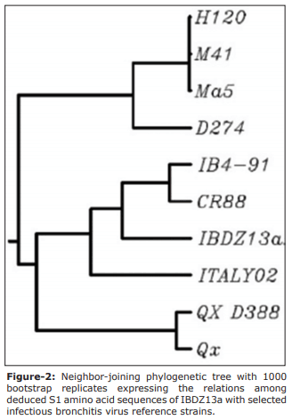 The first evidence of a new genotype of nephropathogenic infectious bronchitis virus circulating in vaccinated and unvaccinated broiler flocks in Algeria - Image 6