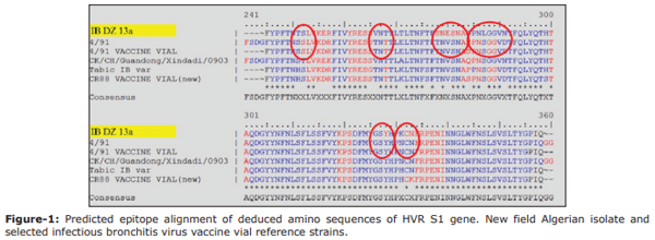 The first evidence of a new genotype of nephropathogenic infectious bronchitis virus circulating in vaccinated and unvaccinated broiler flocks in Algeria - Image 5