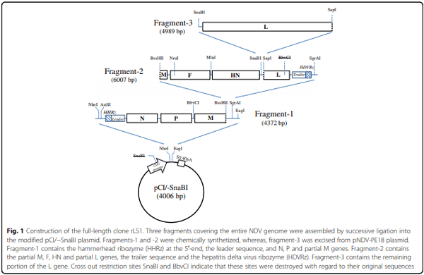Development of a novel Newcastle disease virus (NDV) neutralization test based on recombinant NDV expressing enhanced green fluorescent protein - Image 1