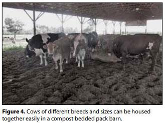 Compost Bedded Pack Barn Design. Features and Management Considerations - Image 5