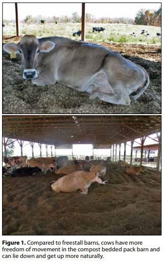Compost Bedded Pack Barn Design. Features and Management Considerations - Image 2