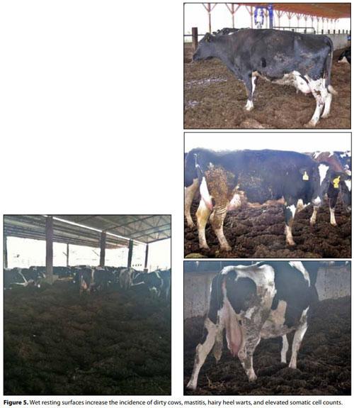 Compost Bedded Pack Barn Design. Features and Management Considerations - Image 6