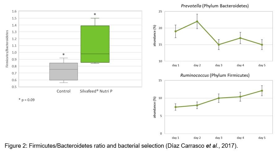 What makes Silvafeed® ByPro an animal welfare and performance booster - Image 2