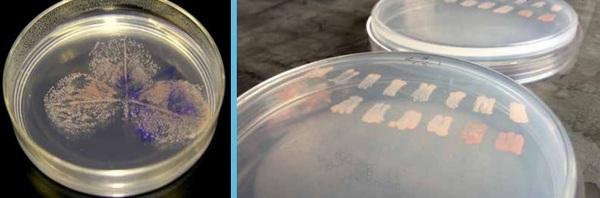 The Rise of Biotechnology to Solve Aquaculture’s Greatest Challenges - Image 1