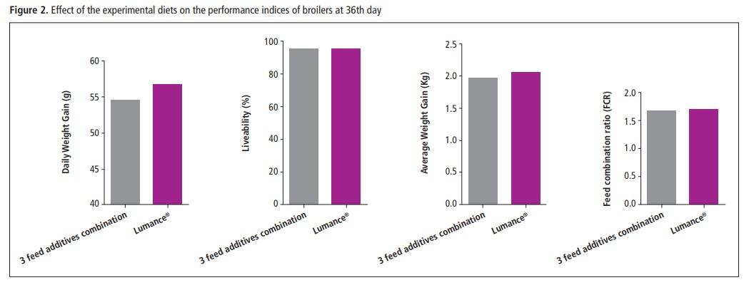 Prevention of necrotic enteritis by a synergistic non-antibiotic feed additive in broiler chickens - Image 3