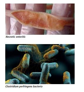 Prevention of necrotic enteritis by a synergistic non-antibiotic feed additive in broiler chickens - Image 1