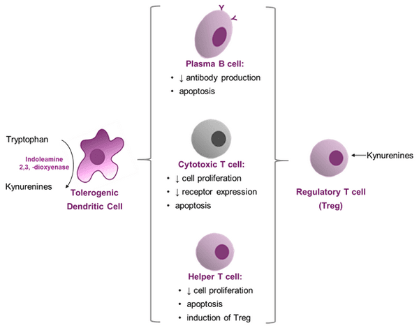 The Role of Amino Acids in the Immune System – A special focus on broilers. - Image 7