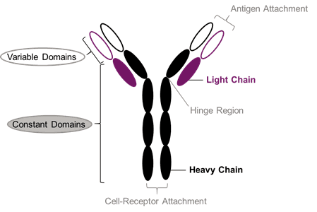 The Role of Amino Acids in the Immune System – A special focus on broilers. - Image 5