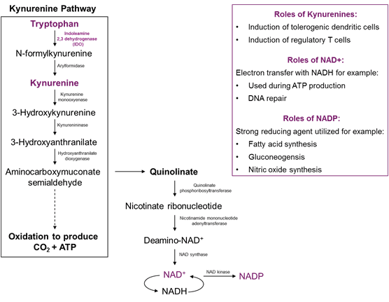 The Role of Amino Acids in the Immune System – A special focus on broilers. - Image 6