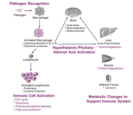 The Role of Amino Acids in the Immune System – A special focus on broilers. - Image 1