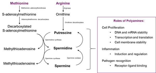 The Role of Amino Acids in the Immune System – A special focus on broilers. - Image 2