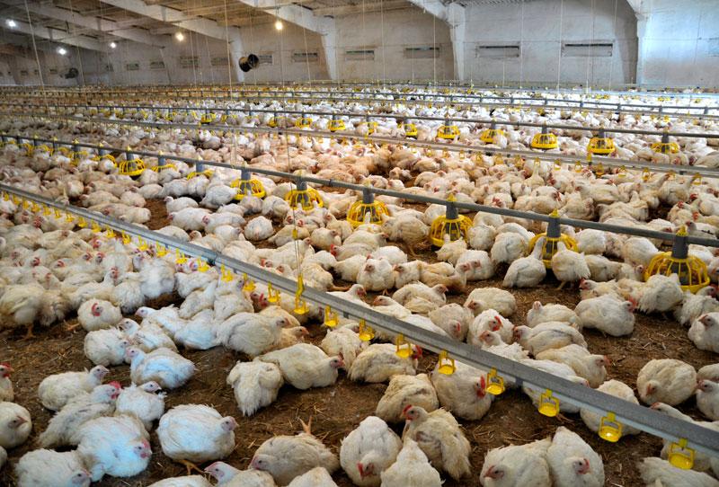 The effect of heat stress on broiler performance and strategies to reduce this effect - Image 1