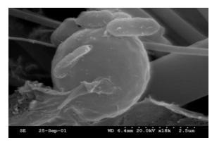 The effect of heat stress on broiler performance and strategies to reduce this effect - Image 2