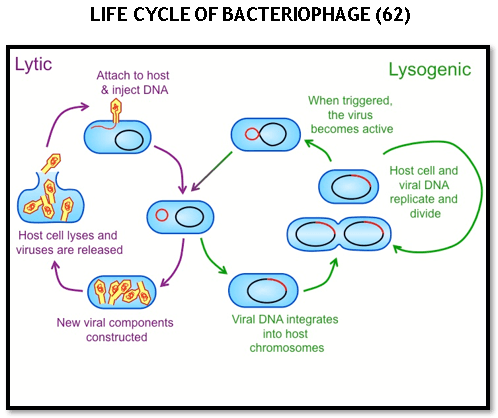 Bacteriophage therapy in effective control of E.Coli infections in poultry - Image 4
