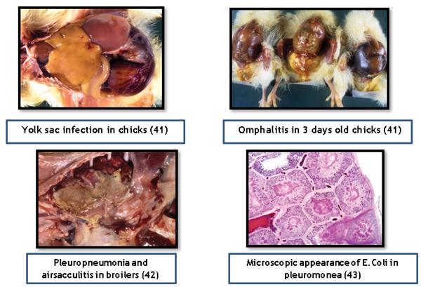 Bacteriophage therapy in effective control of E.Coli infections in poultry - Image 2