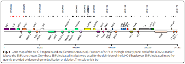 A high-density SNP panel reveals extensive diversity, frequent recombination and multiple recombination hotspots within the chicken major histocompatibility complex B region between BG2 and CD1A1 - Image 1