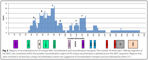A high-density SNP panel reveals extensive diversity, frequent recombination and multiple recombination hotspots within the chicken major histocompatibility complex B region between BG2 and CD1A1 - Image 3